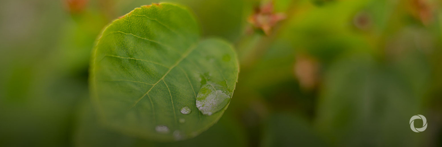 Grenada, CDB tackling poverty through climate-smart agriculture