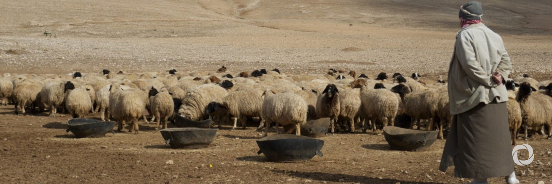 FAO welcomes Kuwait’s contribution of $3 million to help Syrian farmers and herders recover