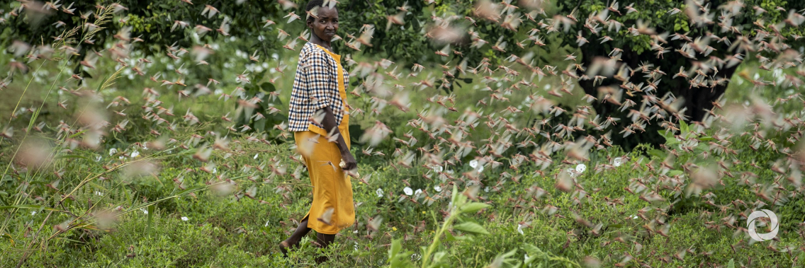 Alarm over Desert Locusts increases as new generation of the destructive pests starts breeding in Horn of Africa