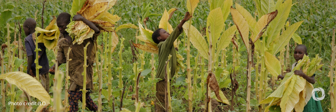 FAO pledges intensified action to end child labour in agriculture