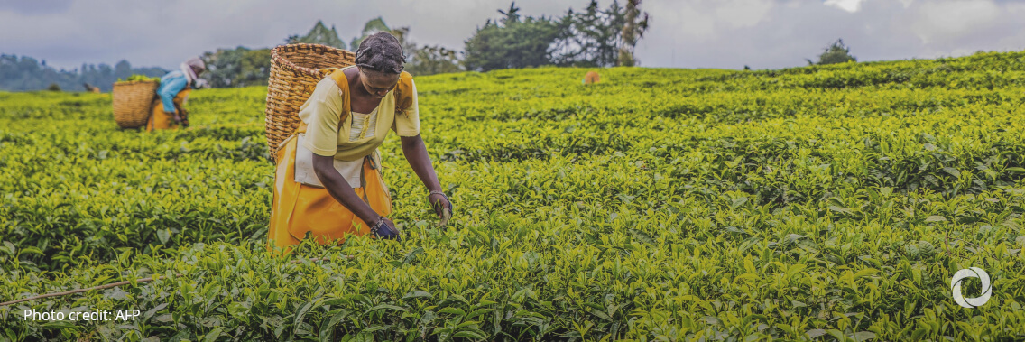 Urgent investments in small-scale farming needed to offset soaring food prices and deepening malnutrition