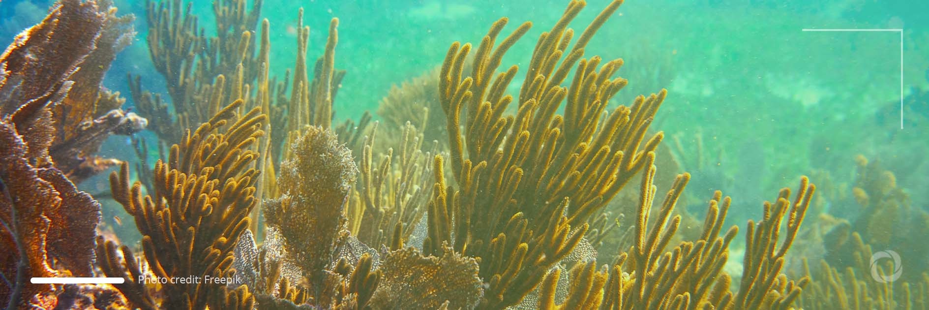 Australia to pump AUS$1 billion to rescue world's largest coral reef