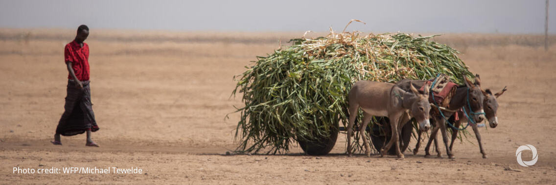 13 million people facing severe hunger as drought grips the Horn of Africa