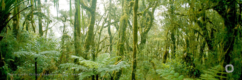 USAID announces new up to $18.5 million effort to conserve forests in Papua New Guinea