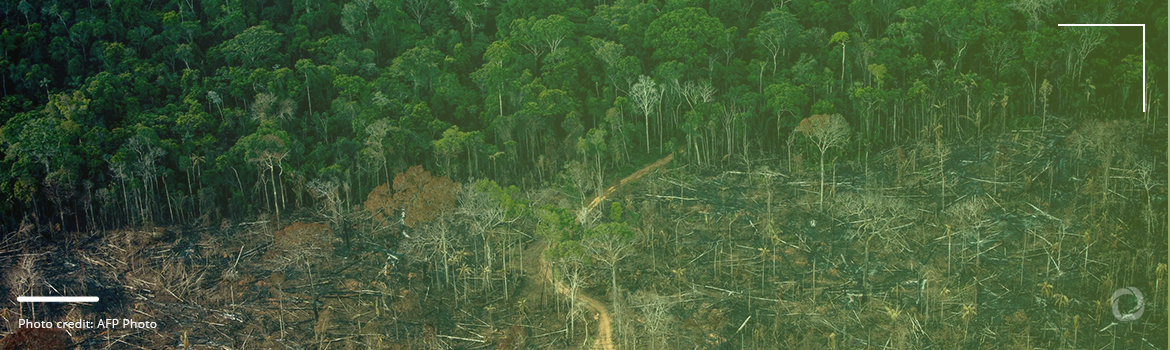 Deforestation In The Amazon Drops 33 6 In Six Months Good Sign Or Too