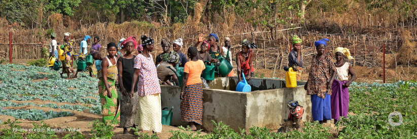 Guinea: Agricultural supplies delivered as part of the African Development Bank’s emergency food production project