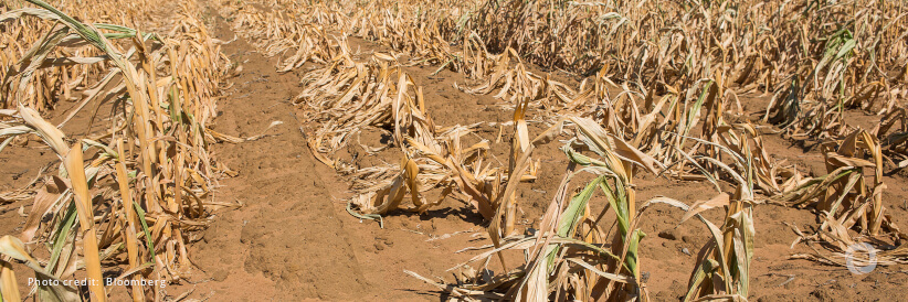 Urgent action critical as Malawi faces severe drought