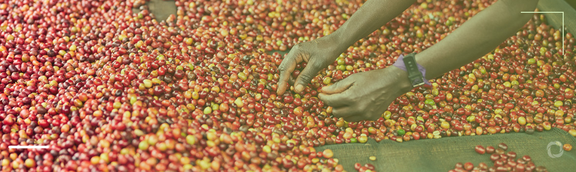 Uganda coffee farmers decry EU anti-deforestation policy as government struggles to comply